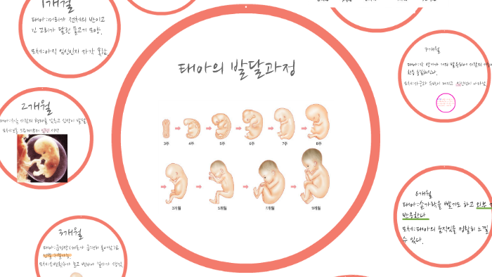 태아의 발달 과정 by 은송 구 on Prezi