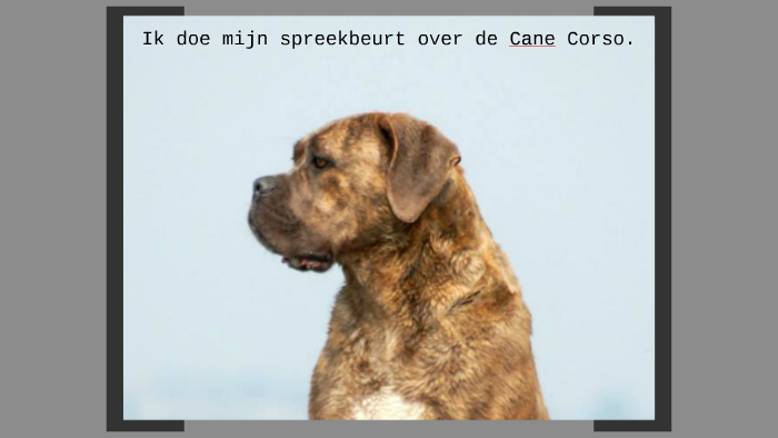 Spreekbeurt Cane Corso by Chimaine Demeris on Prezi