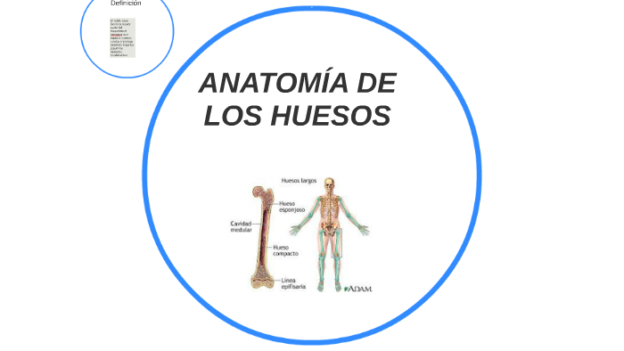 ANATOMIA DE LOS HUSOS DEL CUERPO by yareli rosero