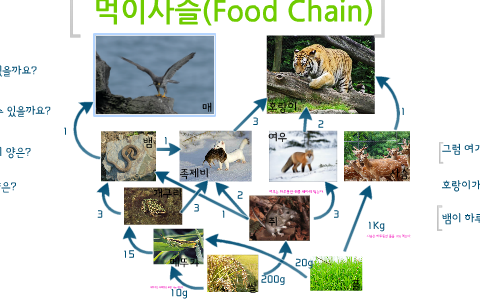 Food Chain by Yiyeung KIM on Prezi