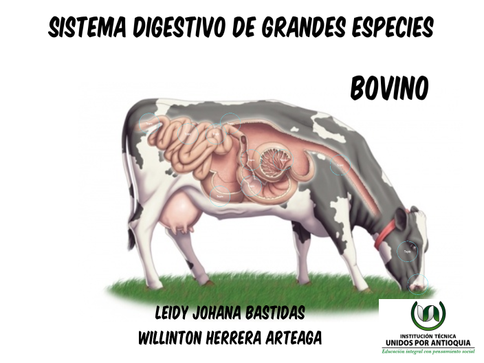 SISTEMA DIGESTIVO BOVINO by on Prezi