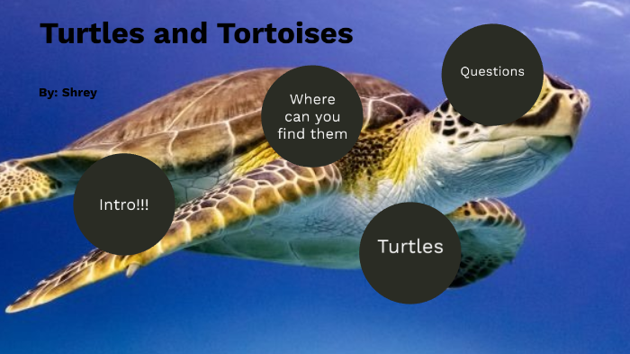Turtles and Tortoises by Shrey patel on Prezi