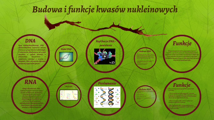 Budowa I Rola Kwasów Nukleinowych Budowa i funkcje kwasów nukleinowych by Karolina Marczak on Prezi