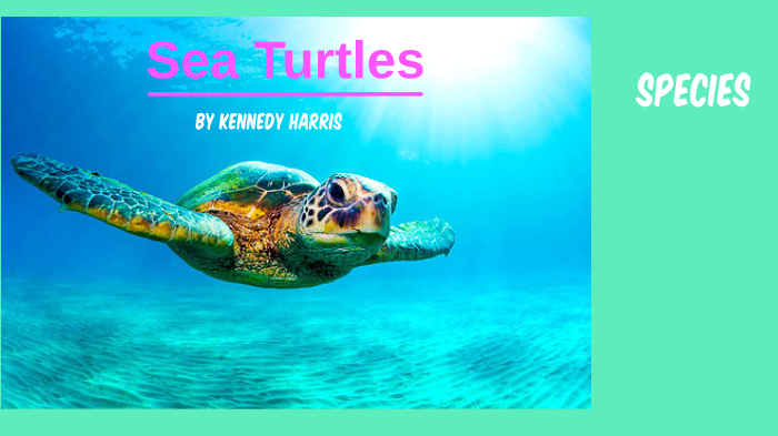 sea turtles by Kennedy Harris on Prezi