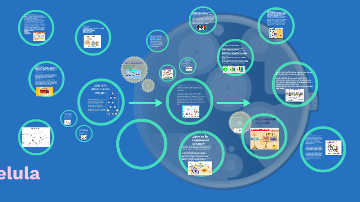 Diferenciación Celular By Lizeth Albino Perez On Prezi 5700