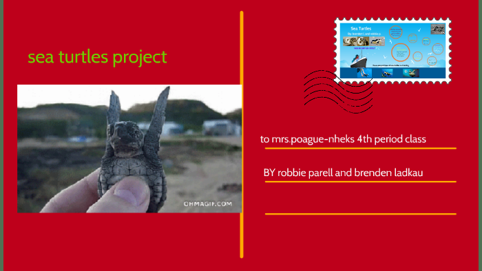 Sea Turtles by Robert Parrell on Prezi