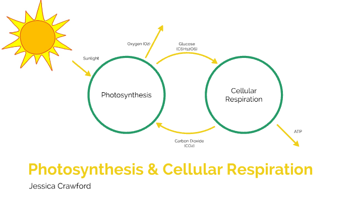 Photosynthesis & Cellular Respiration Concept Map By Jess Crawford On Prezi