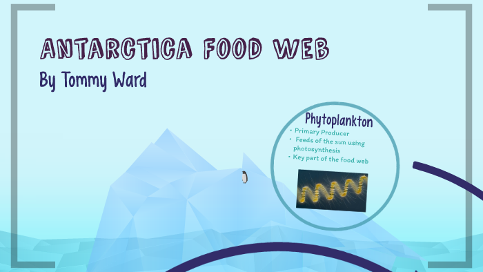 Antarctica Food Web by Tommy Ward