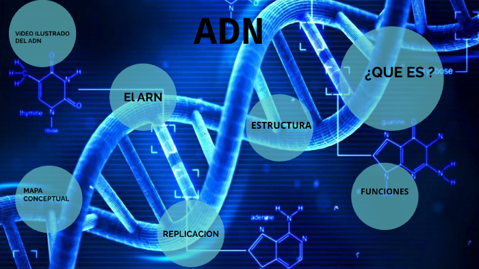 ADN by Daiana serna on Prezi Next