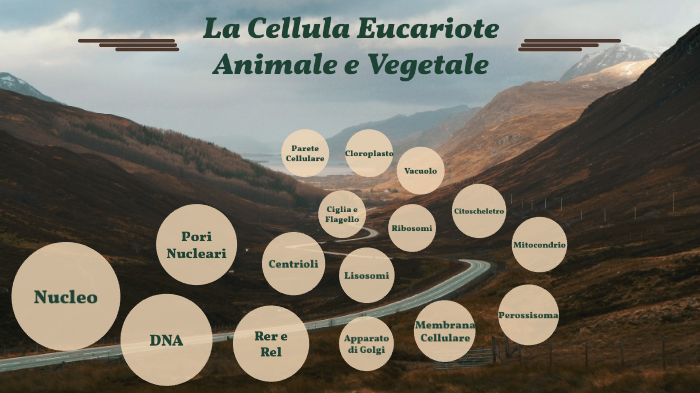 La Cellula Eucariote Animale e Vegetale by Lorenzo Pezzoli on Prezi