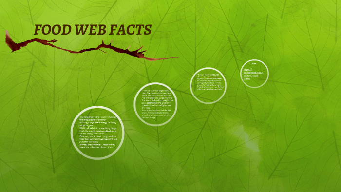 food-web-facts-by-camila-y-pez