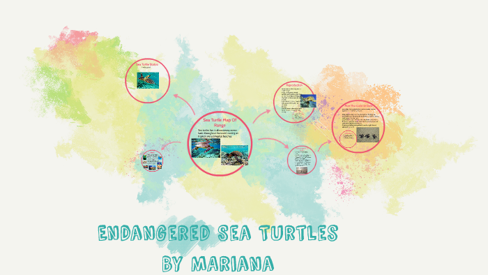 Endangered Sea Turtles by Mariana Pelayo on Prezi