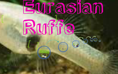 Eurasian Ruffe by Ponnila Sampath Kumar on Prezi
