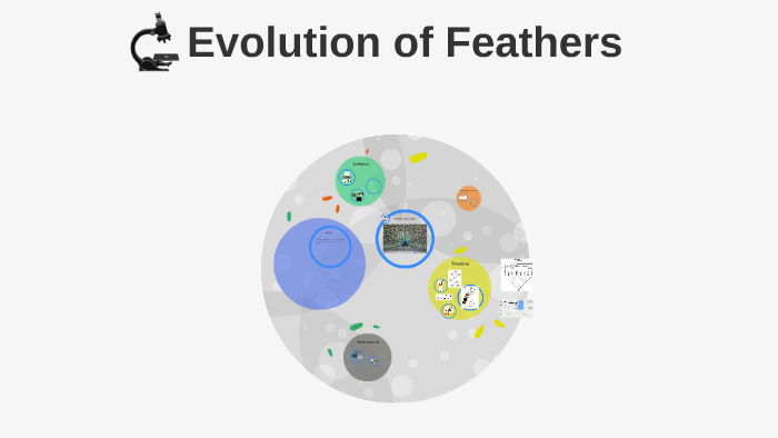 Evolution Of Feathers By Jason Marquardt
