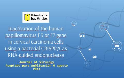 Inactivation of the human papillomavirus E6 or E7 gene in ce by Juan ...