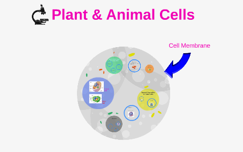 Plant & Animal Cells by Summer Braddock on Prezi