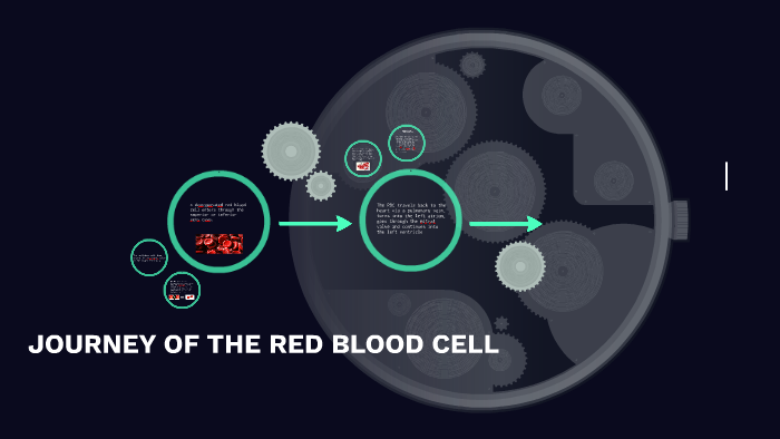 Journey of the red blood cell by TJ Woodard on Prezi
