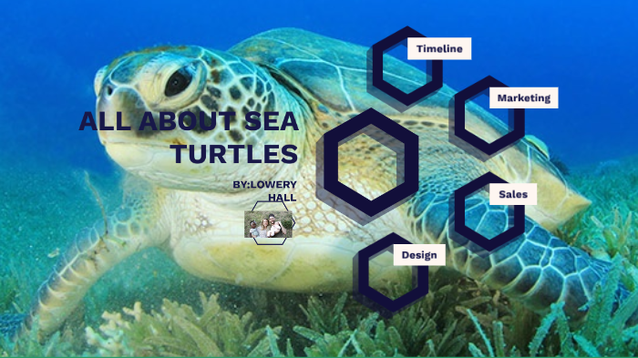 sea turtles by Lowery Hall on Prezi