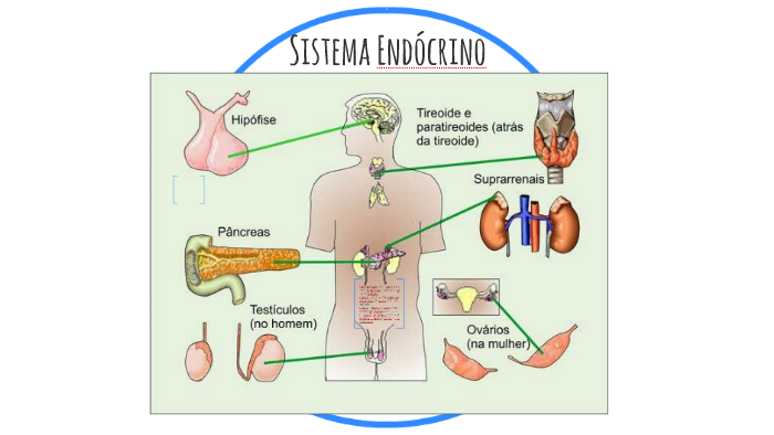 Sistema Endócrino by Ana Maria Borges on Prezi