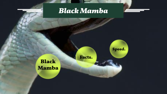 Mamba negra black mamba Grow Better