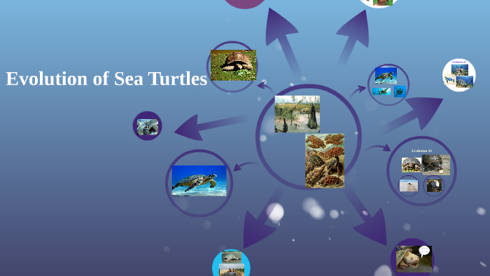 Evolution of Sea Turtles by Jacquelyn L'Heureux on Prezi