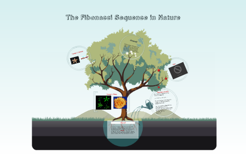 The Fibonacci Sequence in Nature by kemi awosika on Prezi