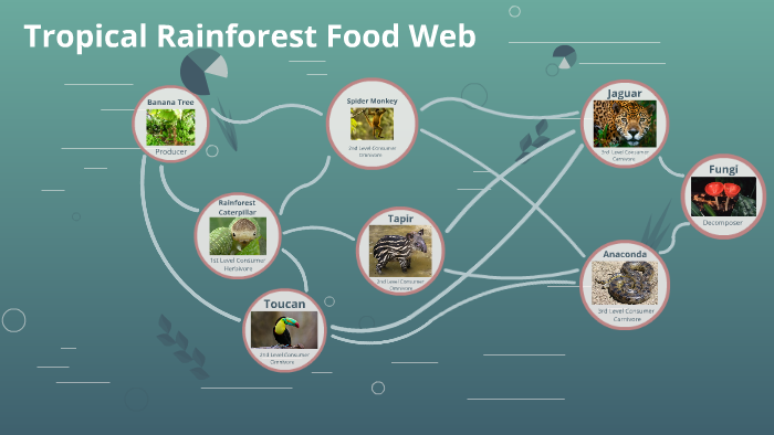 Tropical Rainforest Food Web: Exploring the Intricate Interconnections