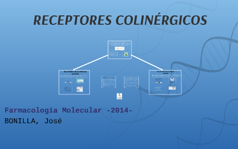 Receptores Adrenérgicos y colinérgicos, y su mecanismo de acción | PPT