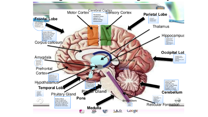 The Changes of the Brain During Puberty by Elisabeth Brandon on Prezi Next