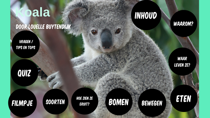 Koala's by Louelle Buytendijk on Prezi