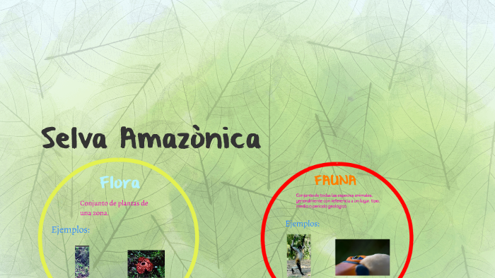 Selva Amazònica by Nazarena Buzzurro on Prezi