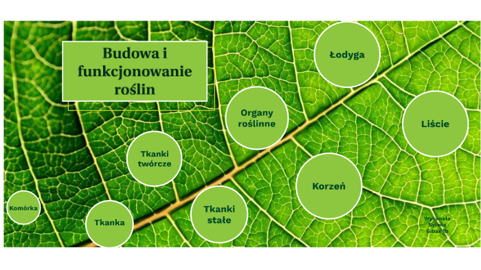 Budowa i funkcjonowanie roślin by Sylwia Gibas on Prezi