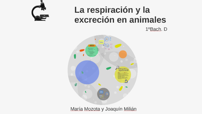 La respiración y la excreción en animales by adenosín trifosfato on Prezi