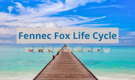 Fennec Fox Life Cycle by Quinn Mamula on Prezi Next