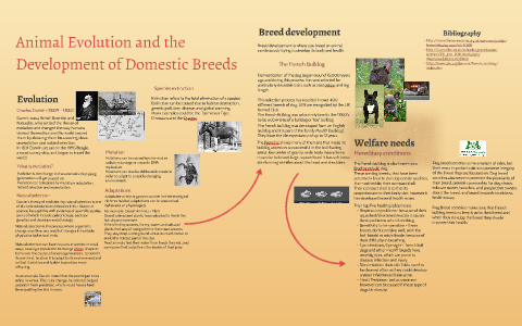 Animal Evolution and the Development of Domestic Breeds by Leila Taylor ...