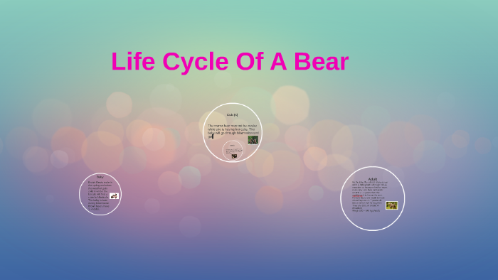 Life Cycle Of A Brown Bear By Mr Klimaszewski S Class 52 Class 52