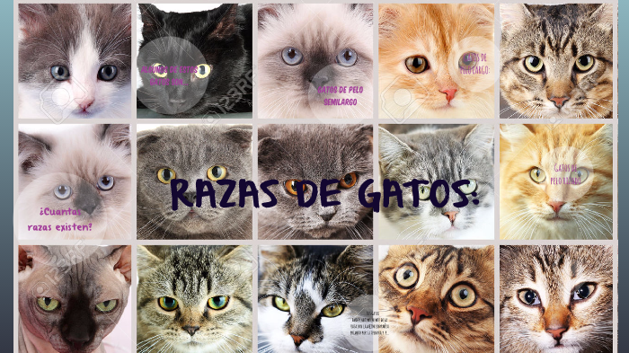 Razas de gatos by saray isabel barrientos cuadros