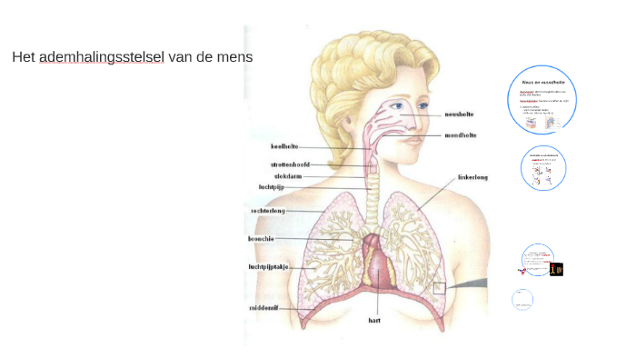 Het Ademhalingsstelsel Van De Mens By Marjolein De Graaf On Prezi