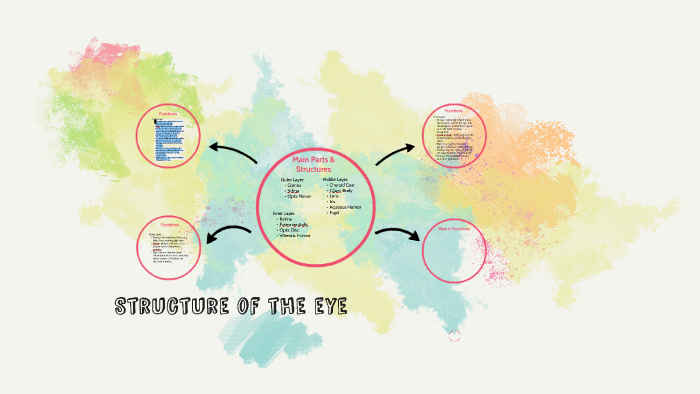 Structure of the eye by Anna Bradley on Prezi