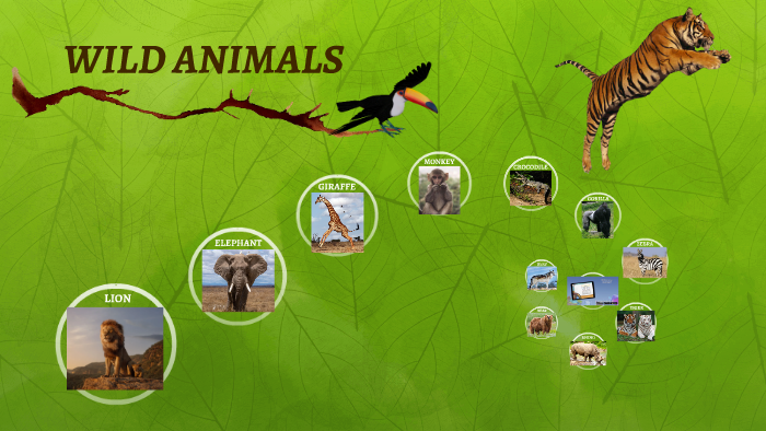 WILD ANIMALS by ana sorto on Prezi