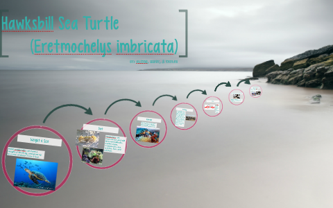 Hawksbill Sea Turtle by jessica kirby on Prezi