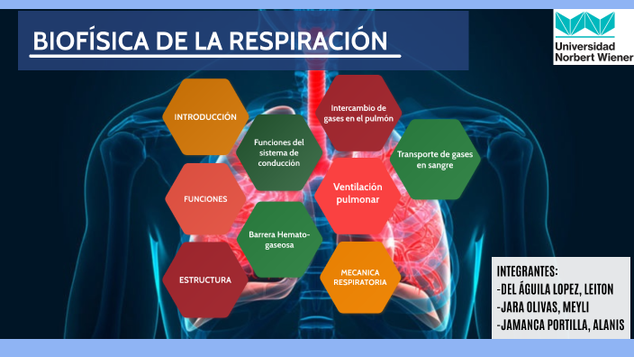 BIOFÍSICA DE LA RESPIRACIÓN by Alanis Jamanca on Prezi