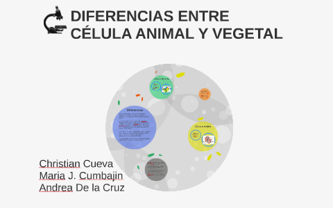 Diferencias Entre Celula Animal Y Vegetal By Christian Cueva