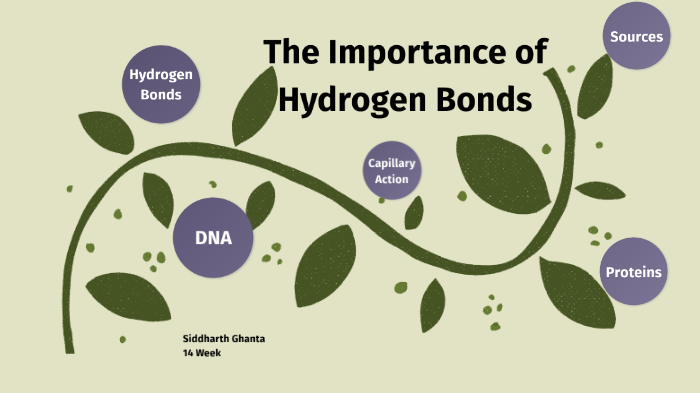 The Importance of Hydrogen Bonding in Biological Functions by Siddharth ...