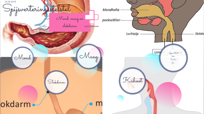 Mond maag en slokdarm by Paulien Arnhem van on Prezi
