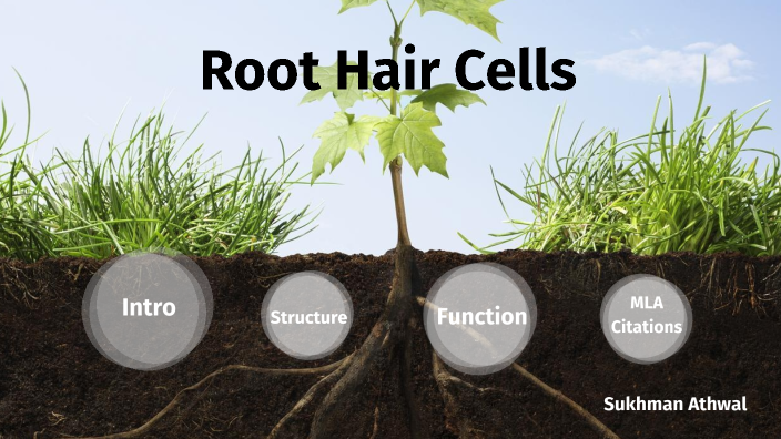 Sukhman Athwal - Root Hair Cells by Sukhman Athwal