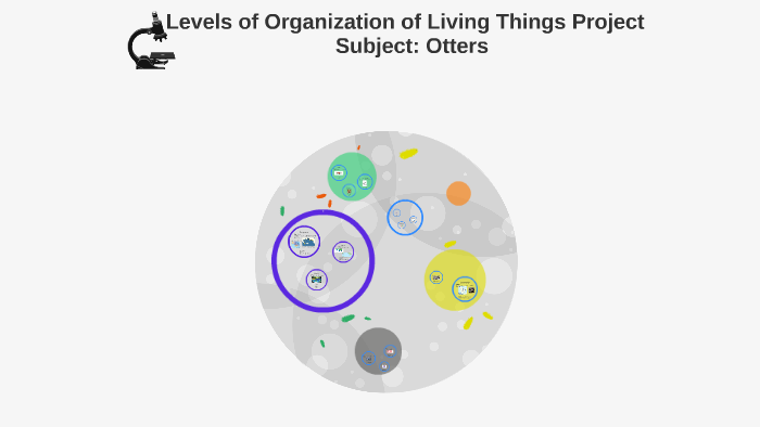 Levels Of Organization Of Living Things Project By Lauren Smeraldo