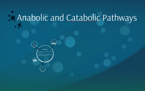 Anabolic and Catabolic Pathways by on Prezi