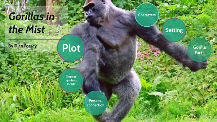 Gorillas in the mist by Abel Bates on Prezi
