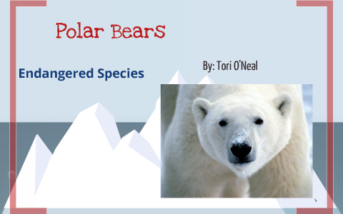 Polar Bear endangered species by Tori O'Neal on Prezi